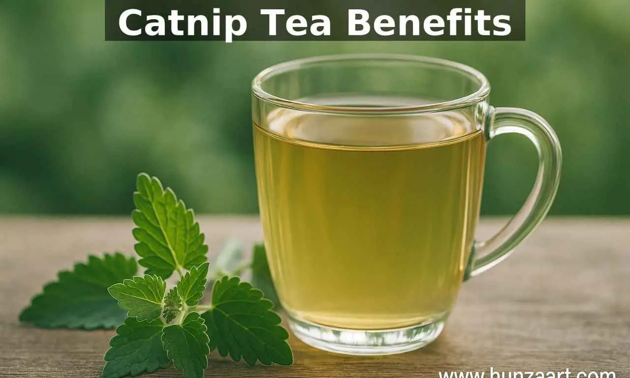benefits of catnip tea