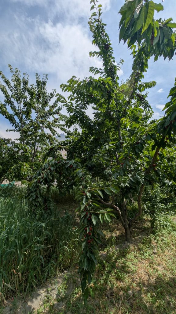 cherry orchards hunza