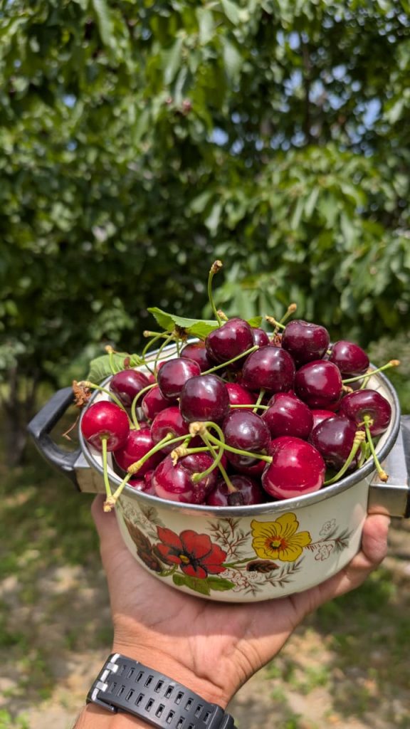 dried cherries hunza