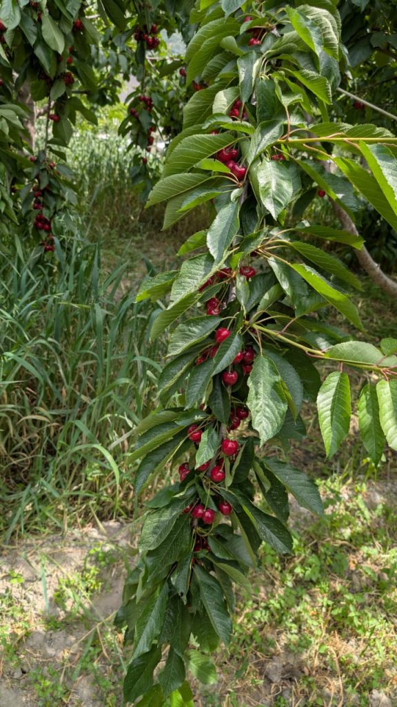 dried cherry price in pakistan