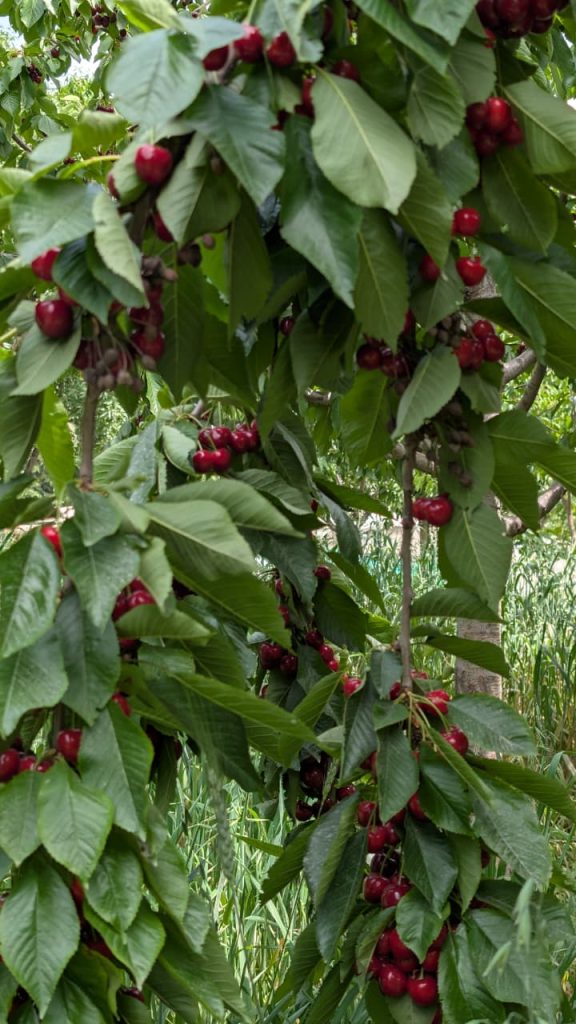 hunza cherries