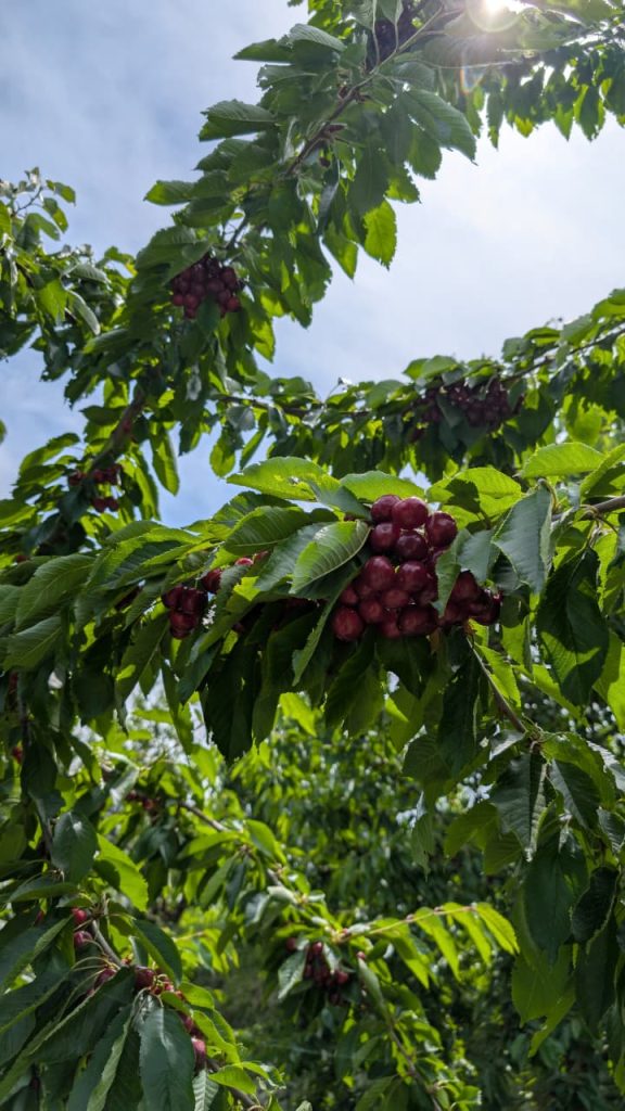 hunza cherry