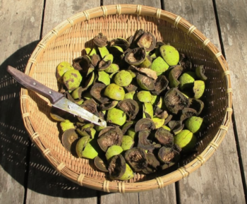 black walnut hull price